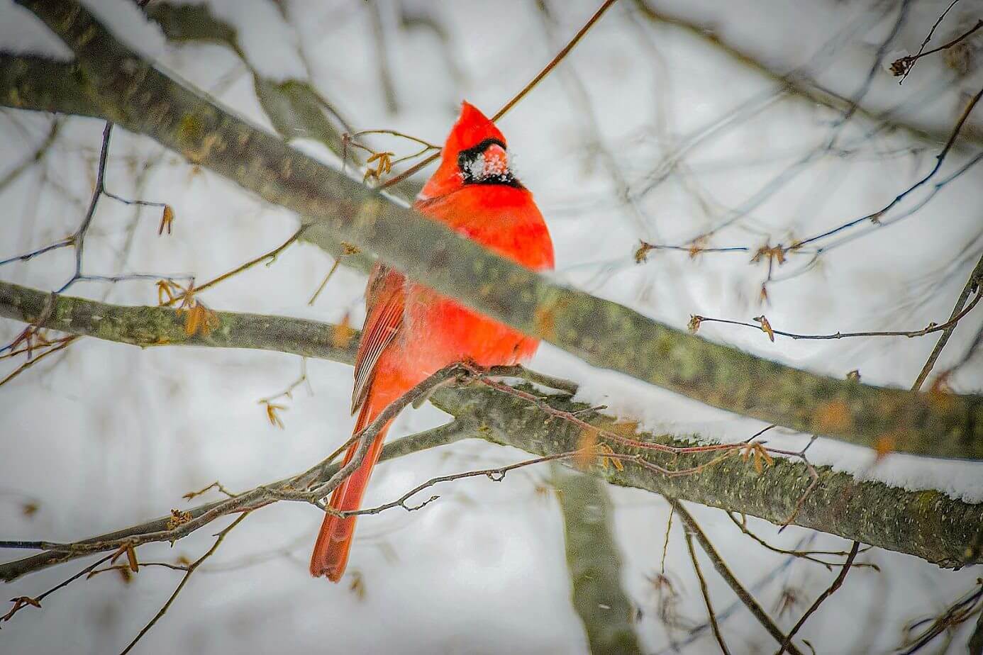 Red cardinal perched on snow-covered branch.